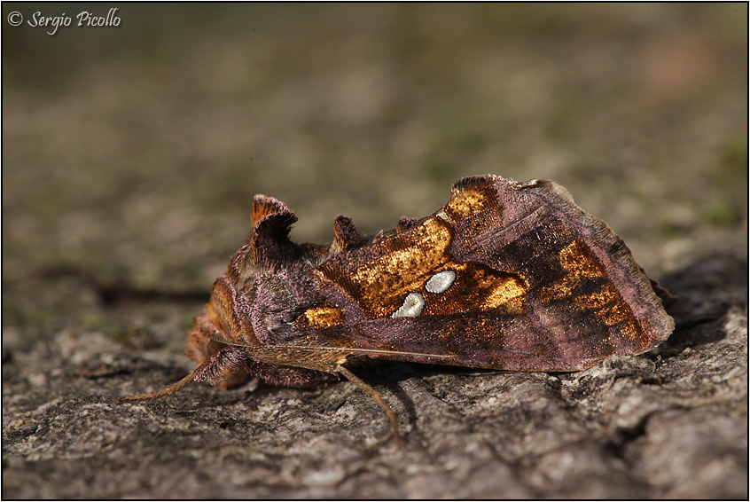 Bruco di Geometridae - No, Noctuidae Plusiinae: Chrysodeixis chalcites