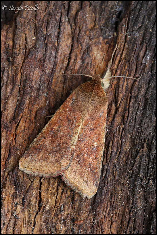 Noctuidae ? S, Helicoverpa armigera