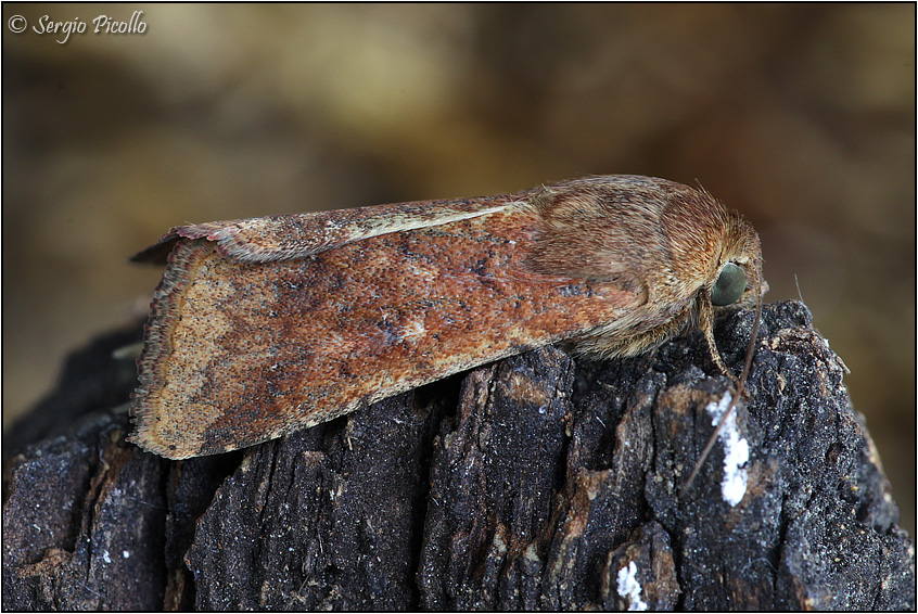 Noctuidae ? S, Helicoverpa armigera