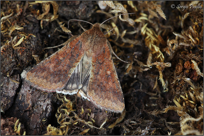 Noctuidae ? S, Helicoverpa armigera