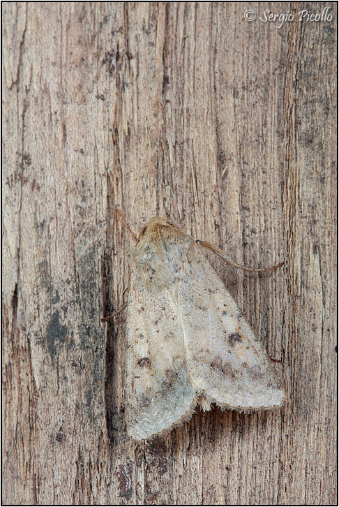 Noctuidae ? S, Helicoverpa armigera