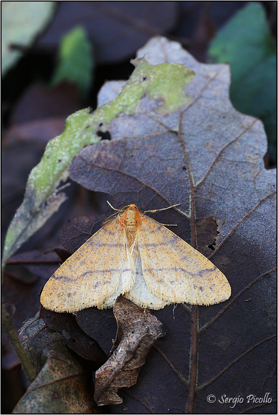 Geometridae: Agriopis aurantiaria, maschio ?  S !