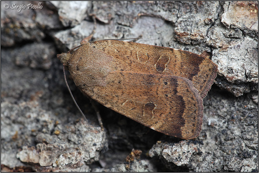 Forse Orthosia, ma quale?