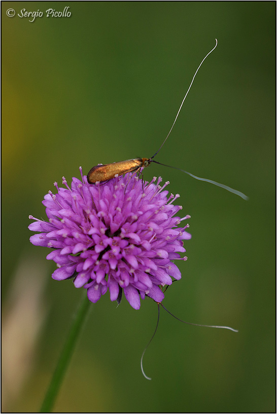 Nemophora metallica