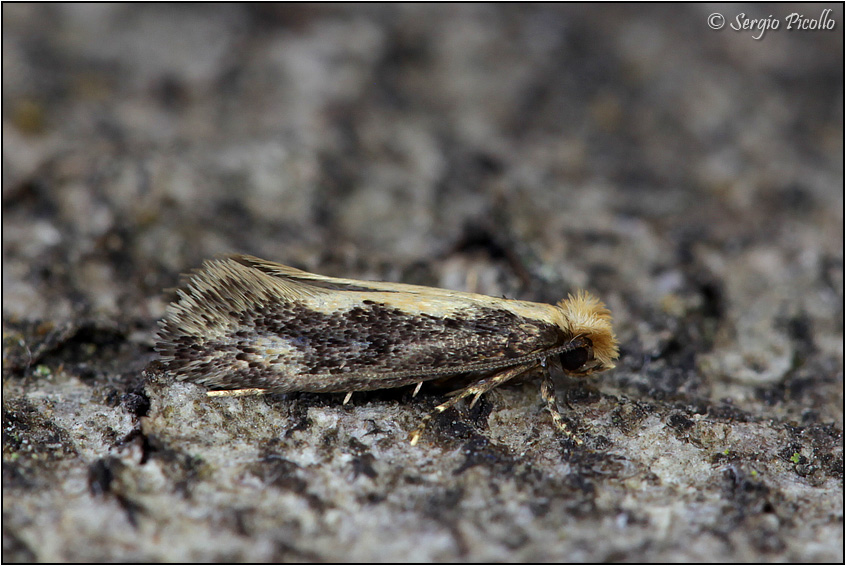 E questa chi  ? Reisserita relicinella - Tineidae