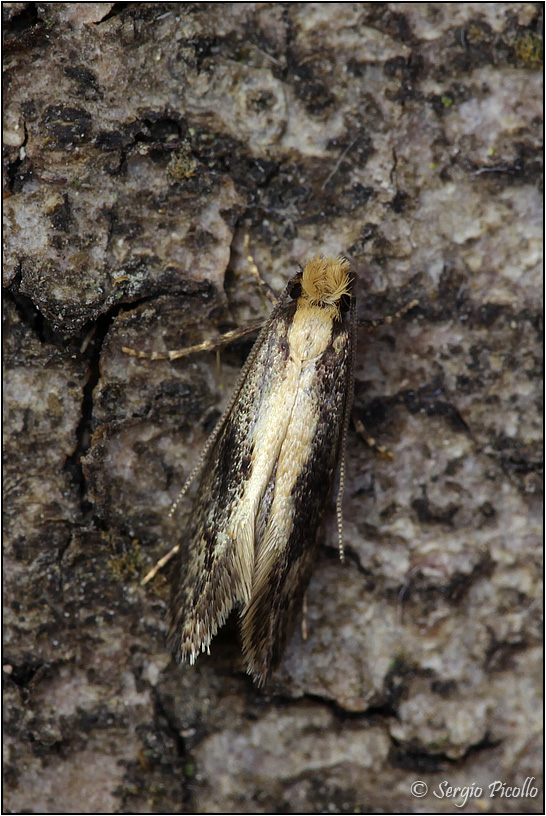 E questa chi  ? Reisserita relicinella - Tineidae