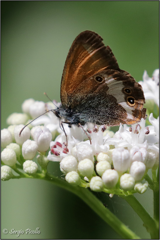 Coenonympha... e poi?