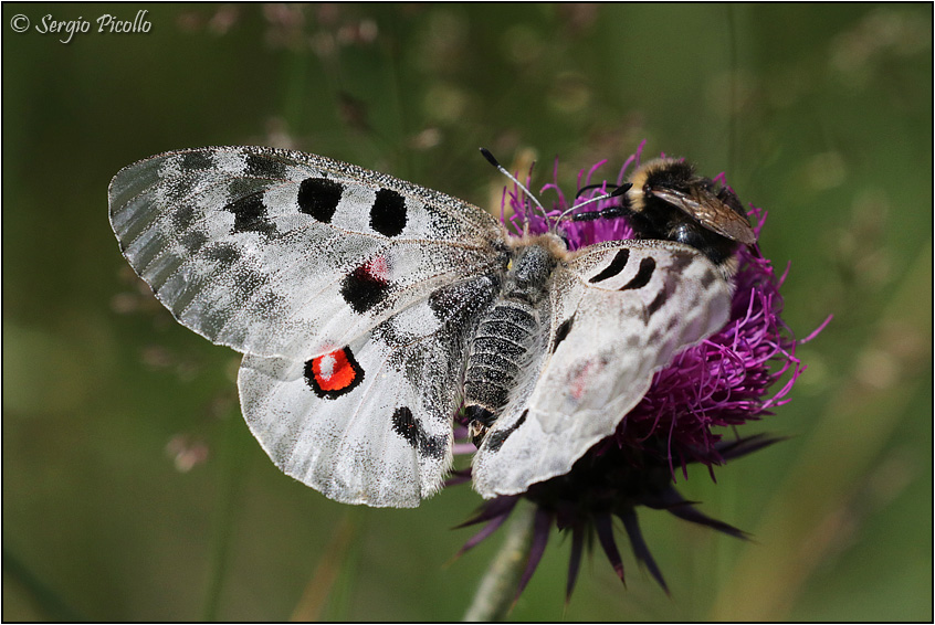 Parnassius apollo (femmina con sphragis)