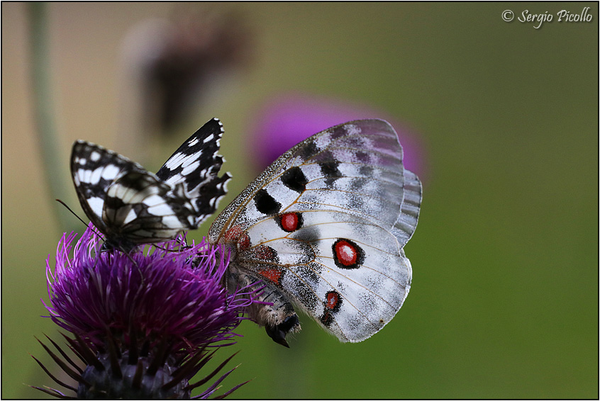 Parnassius apollo (femmina con sphragis)