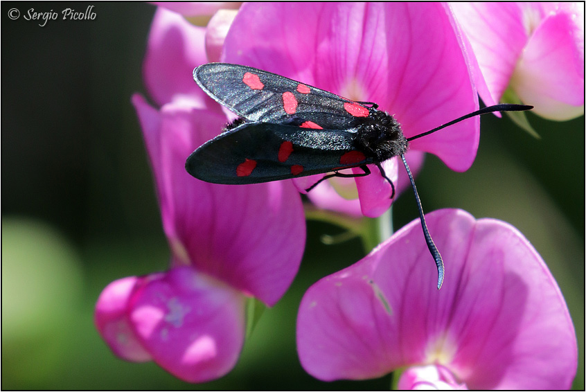 Zygaena lonicerae o trifolii?