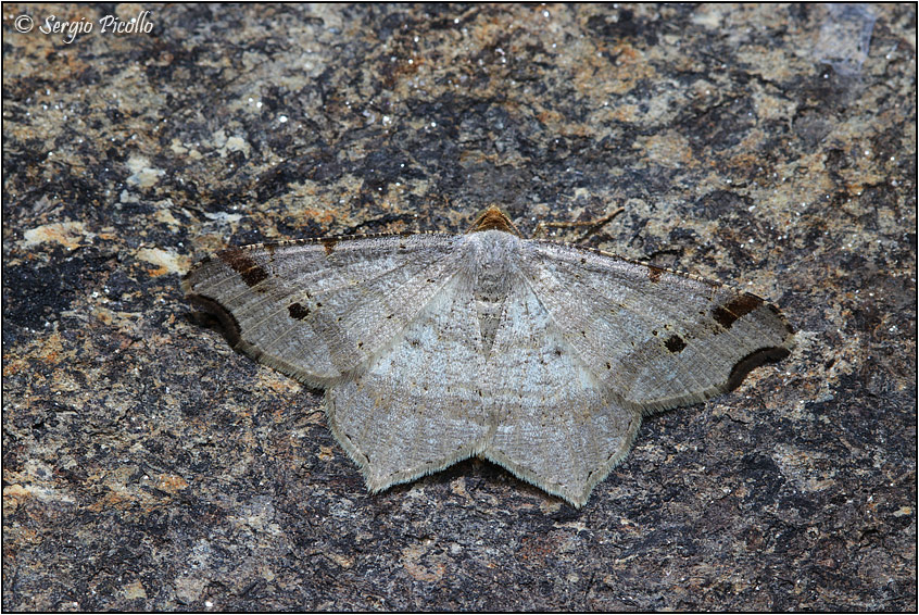 Macaria alternata (Geometridae) ?