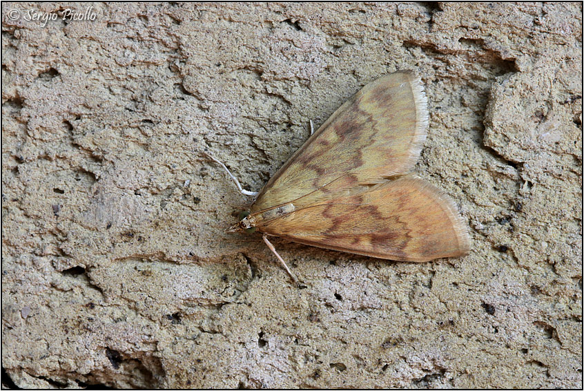 Udea fulvalis (Crambidae) ? No, Ostrinia nubilalis