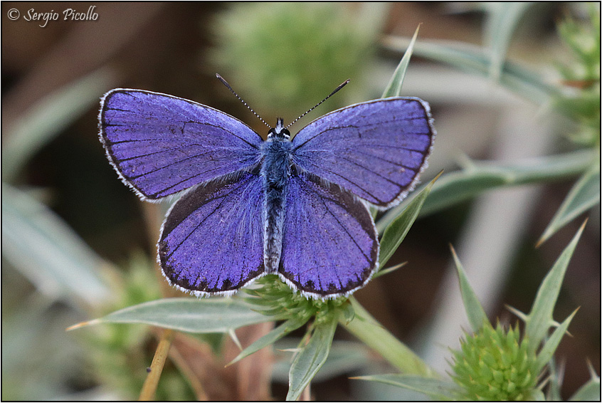 Plebejus argo?