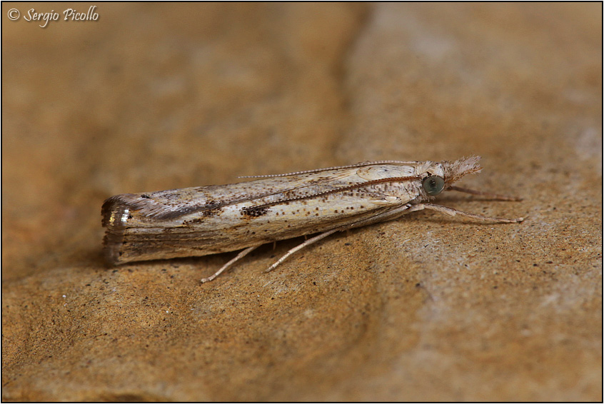Crambidae: Forse Agriphila e poi?  Agriphila cfr. geniculea