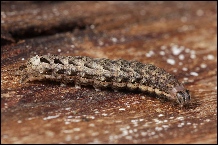 Bruco di Noctuidae (Mamestra brassicae?)