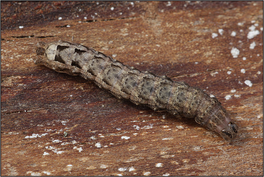 Bruco di Noctuidae (Mamestra brassicae?)