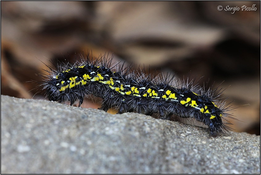 Bruco vagante in faggeta: Callimorpha dominula (Erebidae Arctiinae))