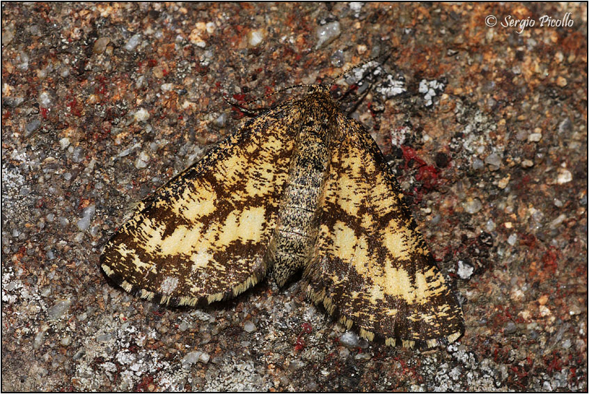 Geometridae di montagna da ID: Ematurga atomaria