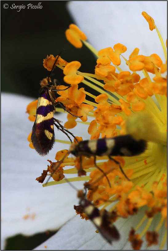 Micropterigidae:  Micropterix allionella ? no, tuscaniensis