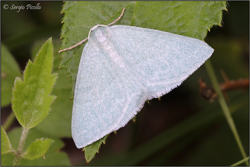 Geometridae: Pseudoterpna pruinata?  S !