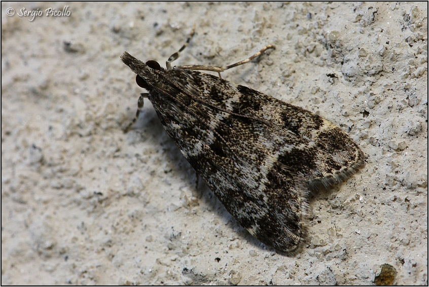 Crambidae (Eudonia mercurella?)