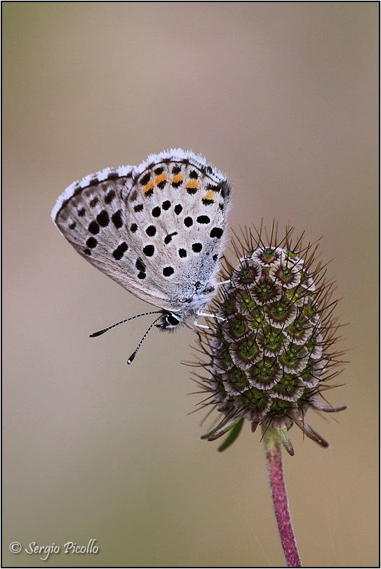 Scolitantides orion ?  No, Pseudophilotes baton