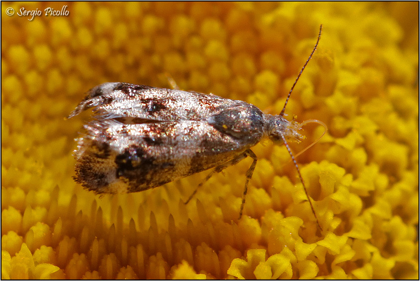 Microfalena da ID: Tebenna micalis - Choreutidae