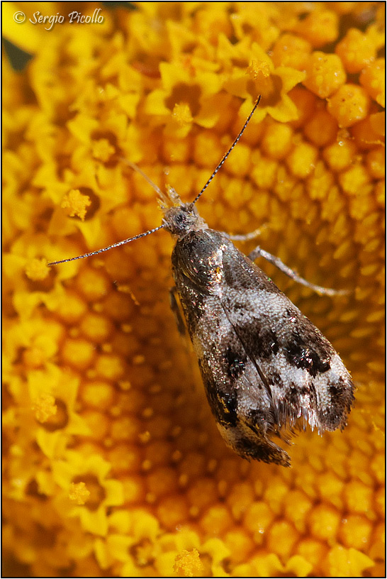 Microfalena da ID: Tebenna micalis - Choreutidae