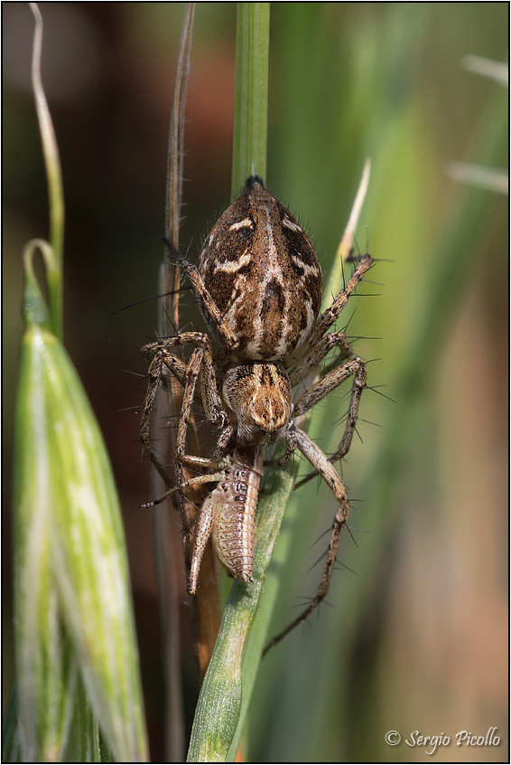 Oxyopes heterophthalmus con preda - Cafragna (PR)