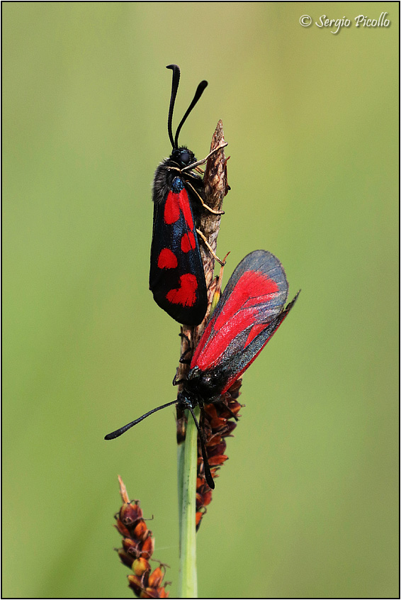 Una strana accoppiata per la notte: Zygaena loti e purpuralis?  S