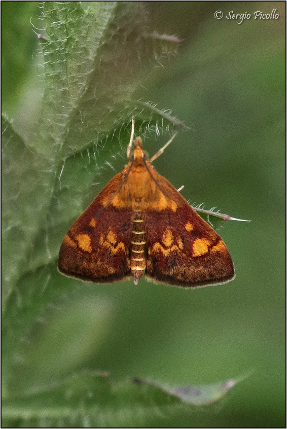 Pyrausta aurata? S
