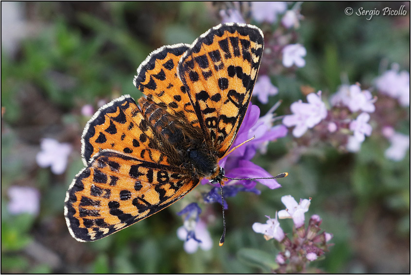 Melitaea ?  S, Melitaea didyma