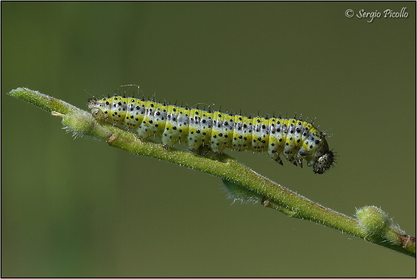 Bruco di...Pontia edusa