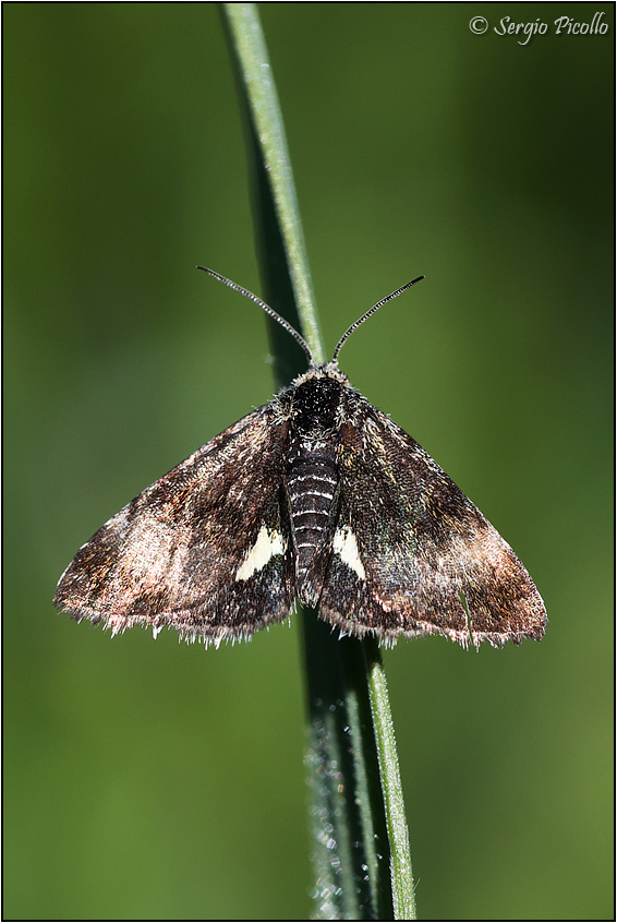 Piccoletta in pieno giorno: Panemeria tenebrata (Noctuidae)