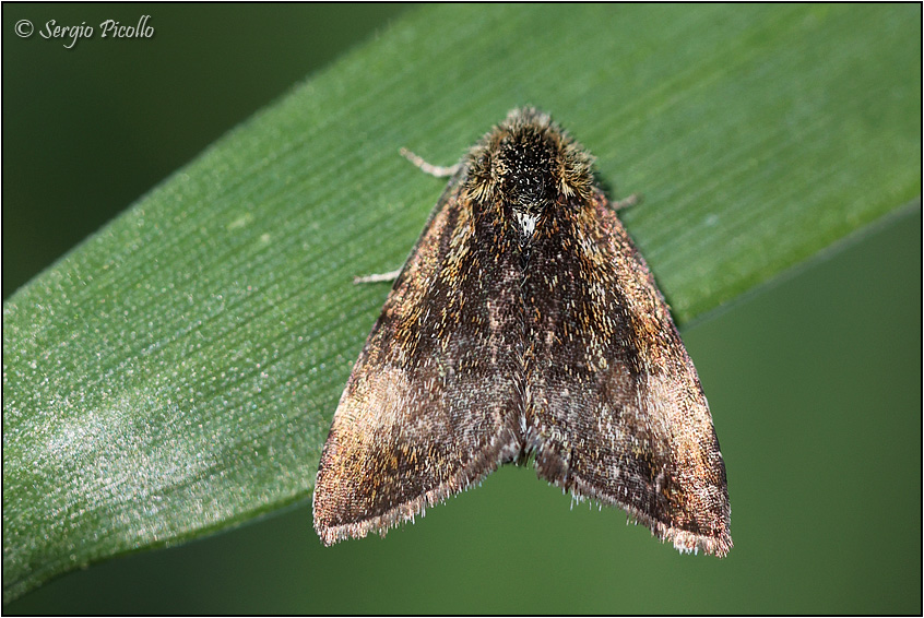 Piccoletta in pieno giorno: Panemeria tenebrata (Noctuidae)