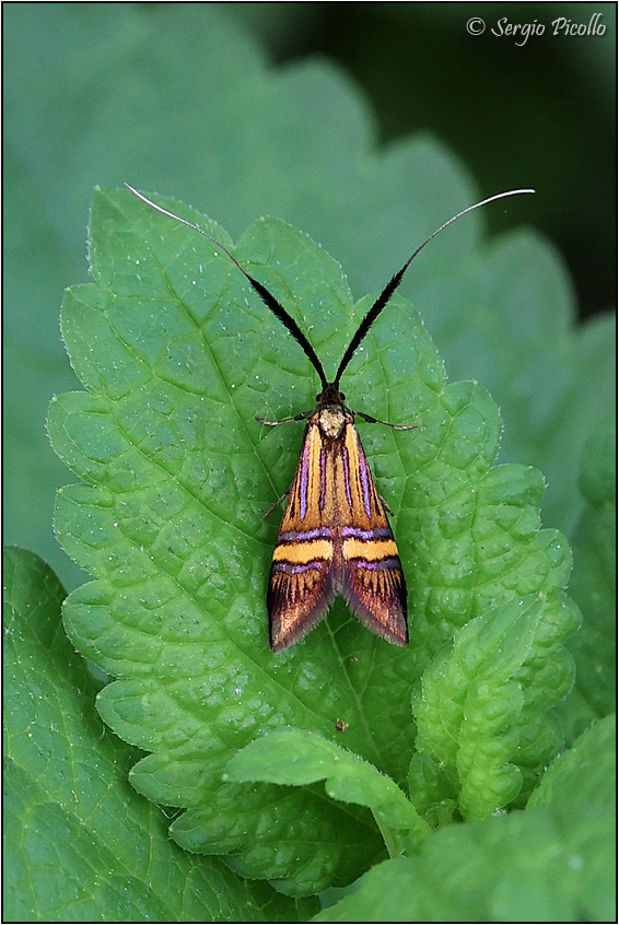 Nemofora degeerella ?