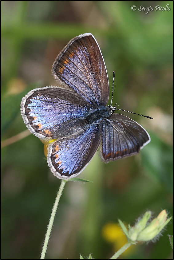 Polyommatus bellargus ?