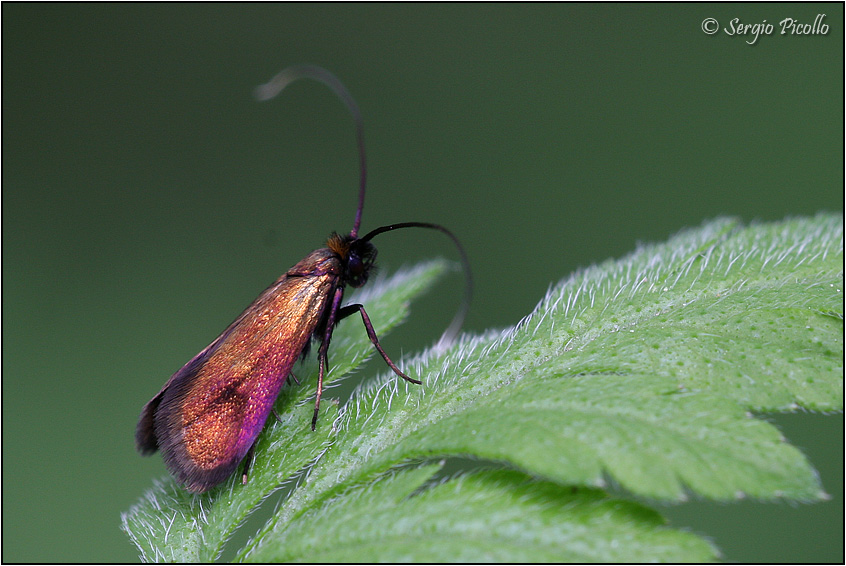 Adelidae e poi? Cauchas rufimitrella