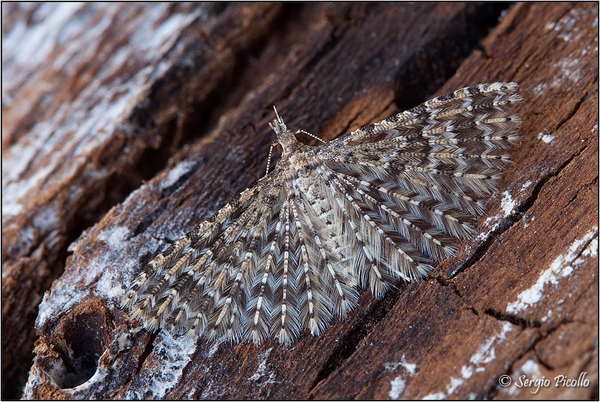 Alucita huebneri - Alucitidae