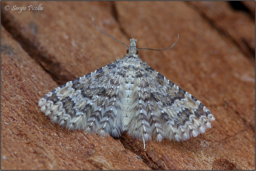 Alucita huebneri - Alucitidae