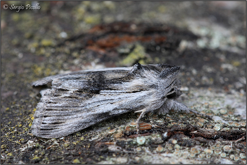 Cucullia blattariae??? No, Calophasia platyptera