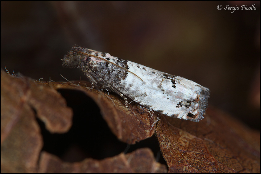 Gypsonoma aceriana? No, Notocelia incarnatana - Tortricidae