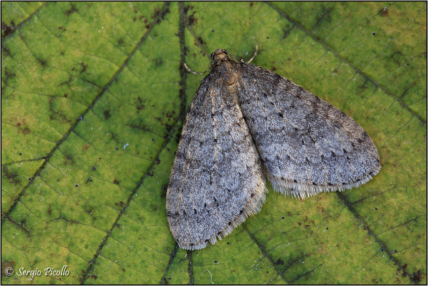 Operophtera sp.