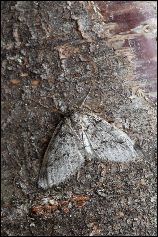 Geometridae Ennominae: Eumannia lepraria