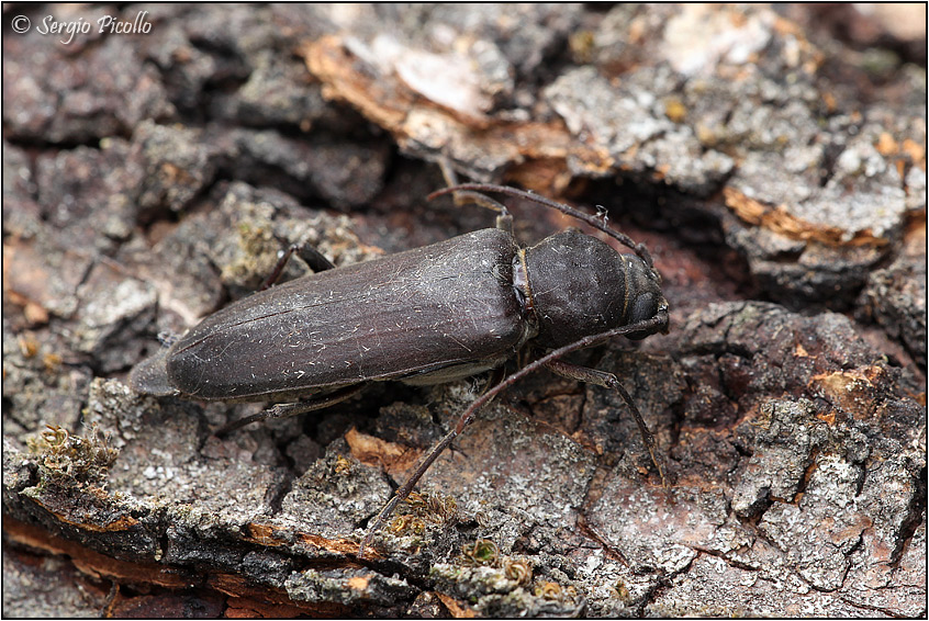 Cerambycidae:  Arhopalus cfr. ferus