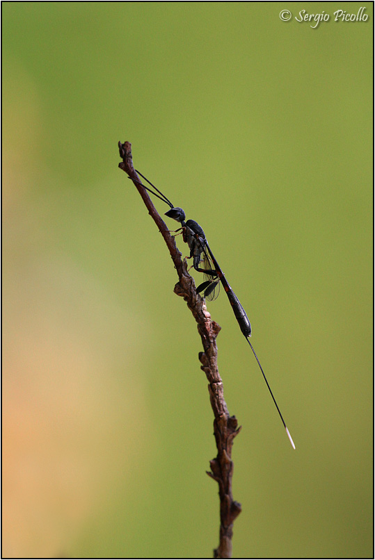 Ichneumonidae? No, Gasteruptiidae: Gasteruption sp.