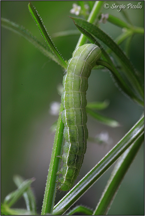 bruco su Galium aparine - Amphipyra (Amphipyra) tragopoginis