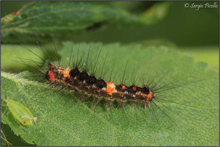 Nidiata di Orgyia (Orgyia) antiqua