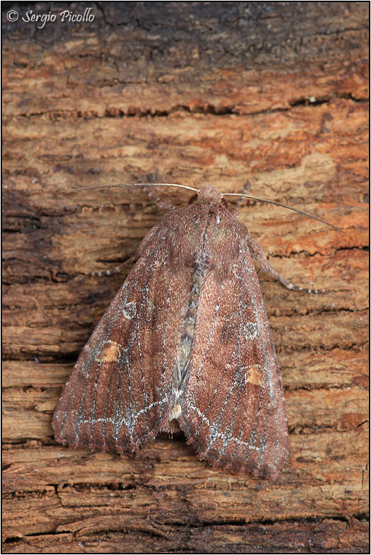 Noctuidae...? - Lacanobia (Diataraxia) oleracea