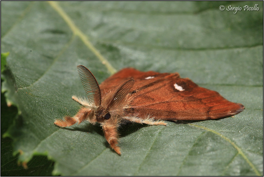 Nidiata di Orgyia (Orgyia) antiqua